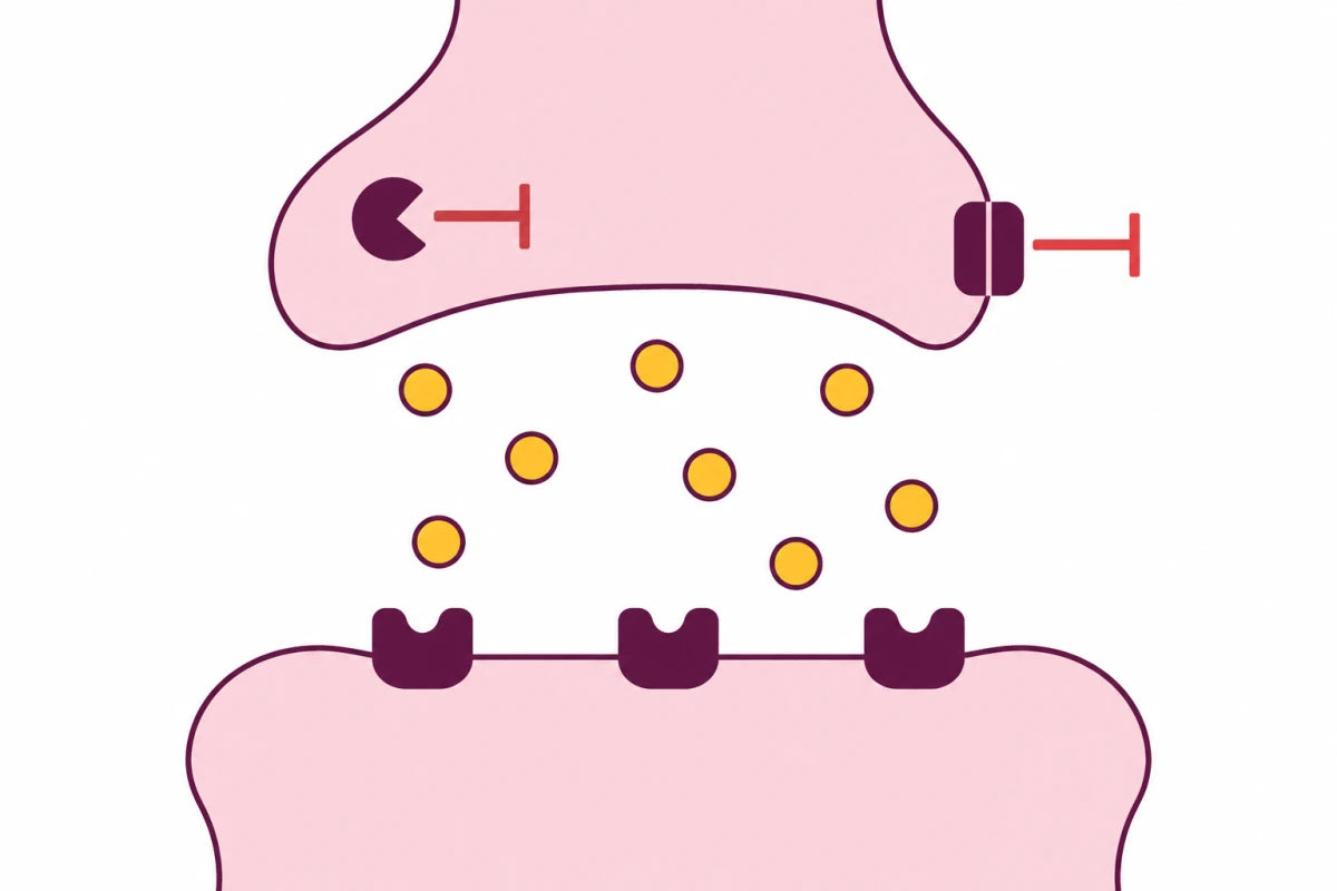 Ilustrácia prenosu serotonínu medzi nervovými bunkami