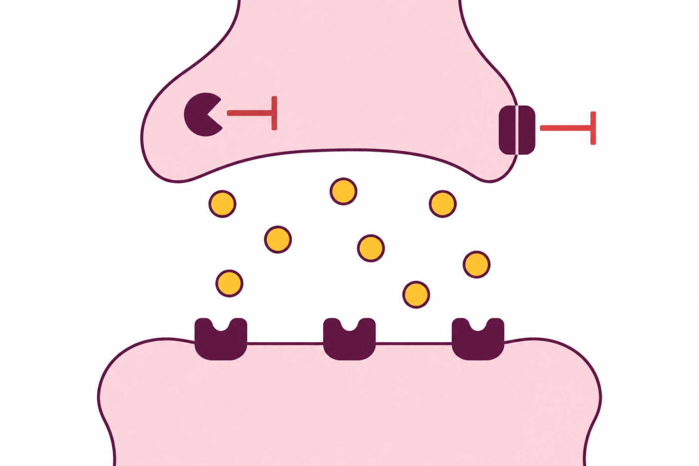 Schematická ilustrácia pôsobenia šafranových látok na serotonín v nervovej synapse